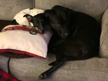 two black dogs cuddled together on couch