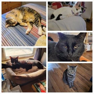 five pictures of cats in collage image